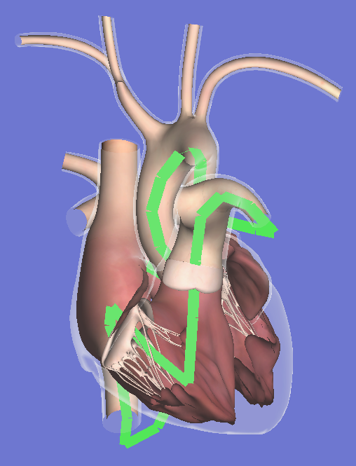 A translucent anatomic heart with a path through it.